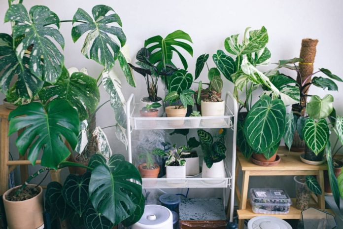Comment choisir les plantes d'intérieur adaptées à votre espace et à votre style de vie Comment choisir les plantes d'intérieur adaptées à votre espace et à votre style de vie