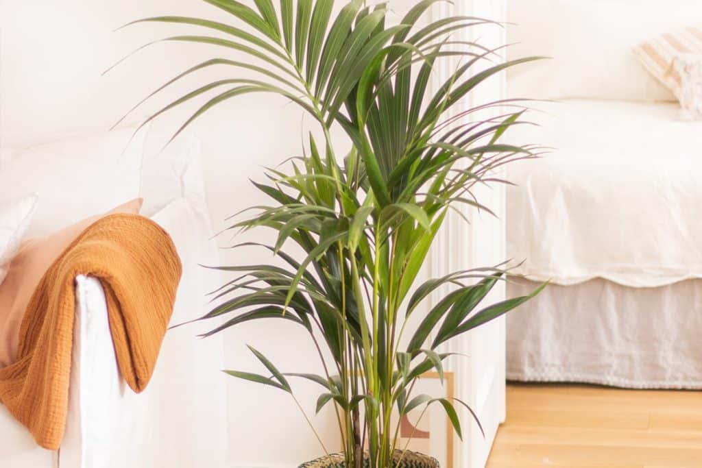 Décoration intérieure écologique : idées pour un foyer respectueux de l’environnement