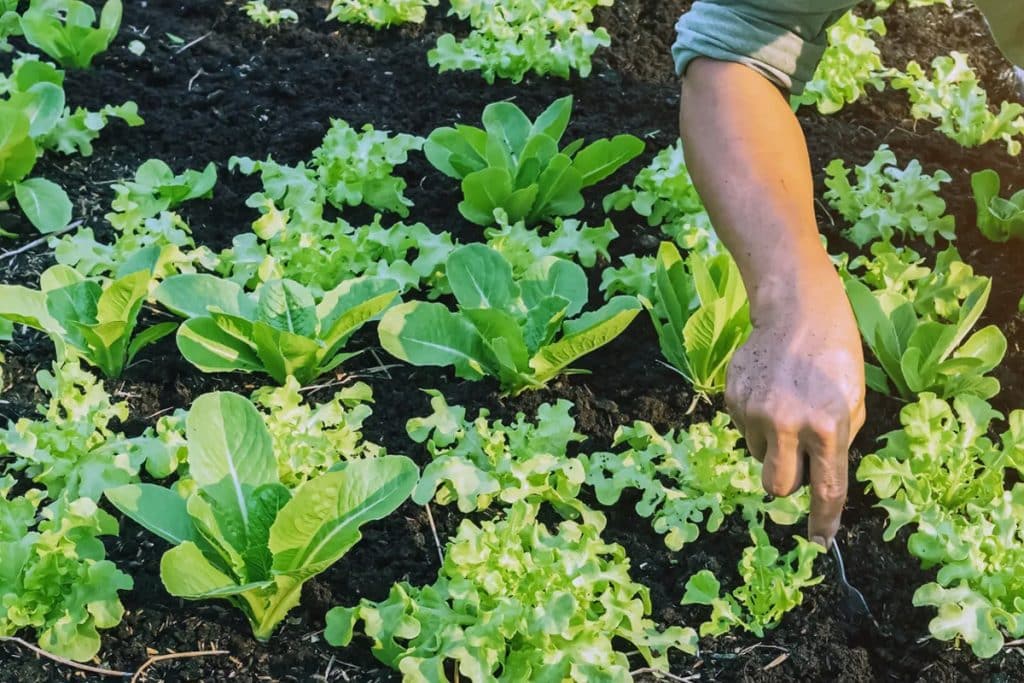 Comment créer un jardin bio dans votre espace extérieur ? 10 astuces pour des cultures respectueuses de l'environnement
