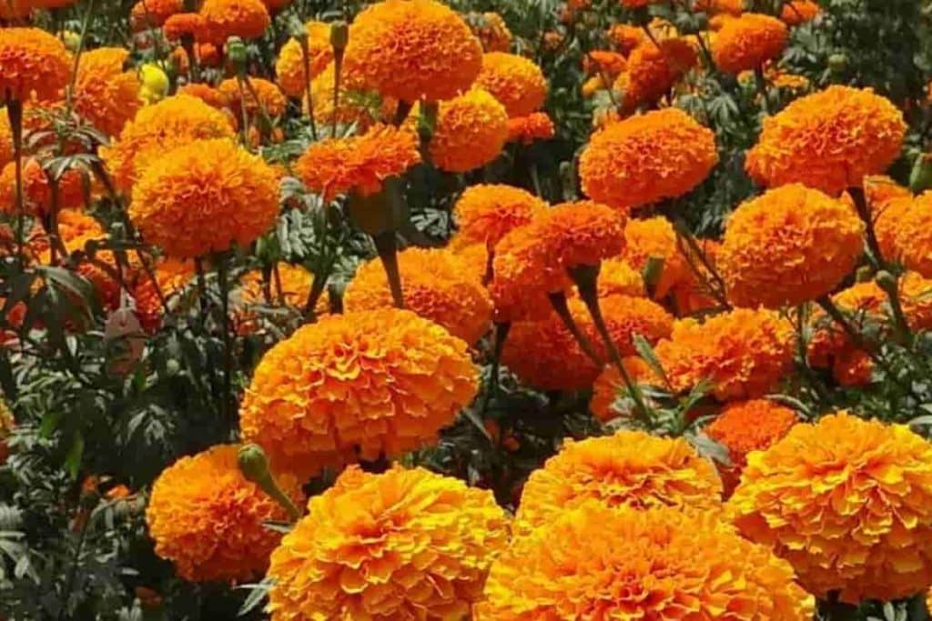 Comment créer un jardin bio dans votre espace extérieur ? 10 astuces pour des cultures respectueuses de l'environnement