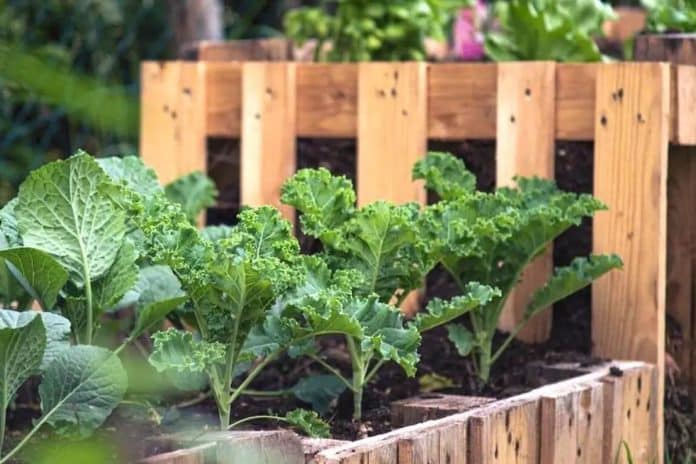 Des légumes biologiques poussant dans un jardin, illustrant la création d'un jardin bio dans un espace extérieur.