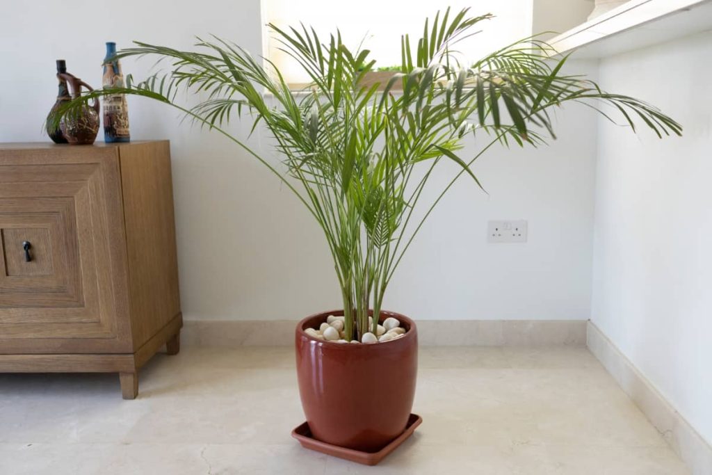 Comment choisir les plantes d'intérieur adaptées à votre espace et à votre style de vie