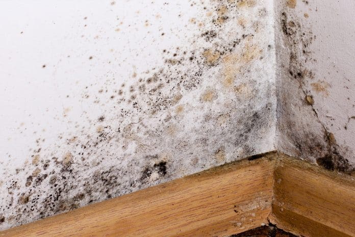 Guide complet pour prévenir les moisissures après des travaux de rénovation