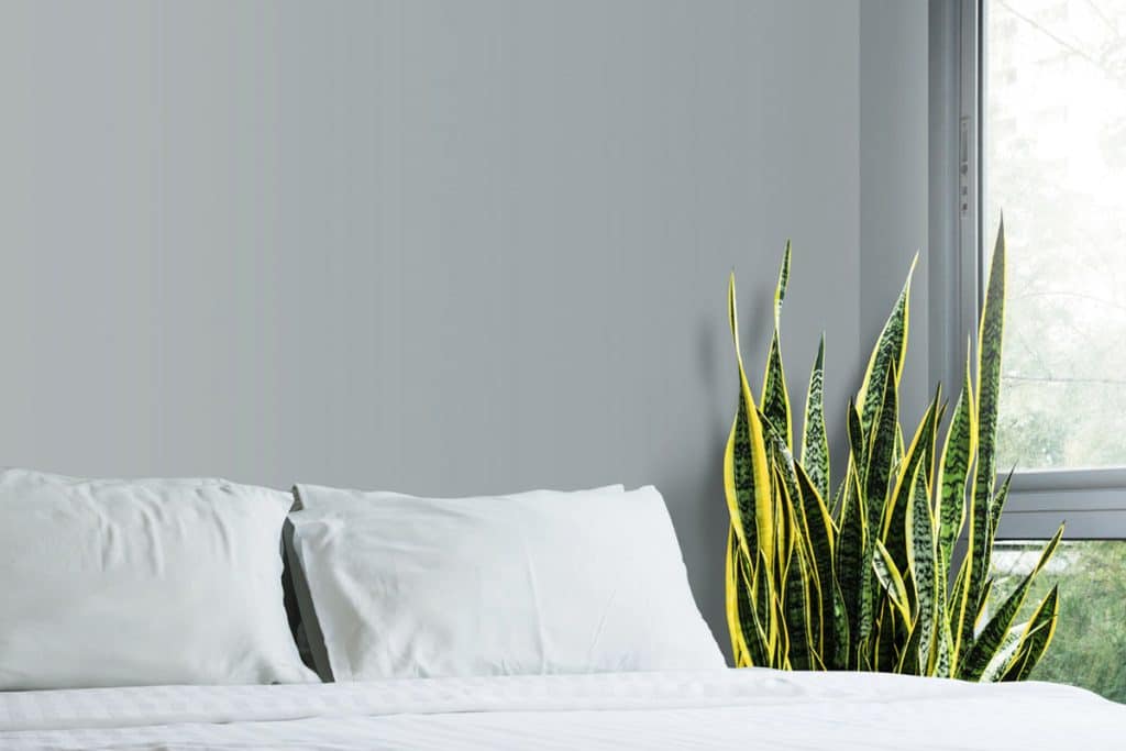 Décorer avec des plantes d'intérieur : découvrez 05 espèces adaptées à chaque pièce de la maison