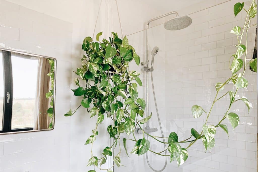 Décorer avec des plantes d'intérieur : découvrez 05 espèces adaptées à chaque pièce de la maison