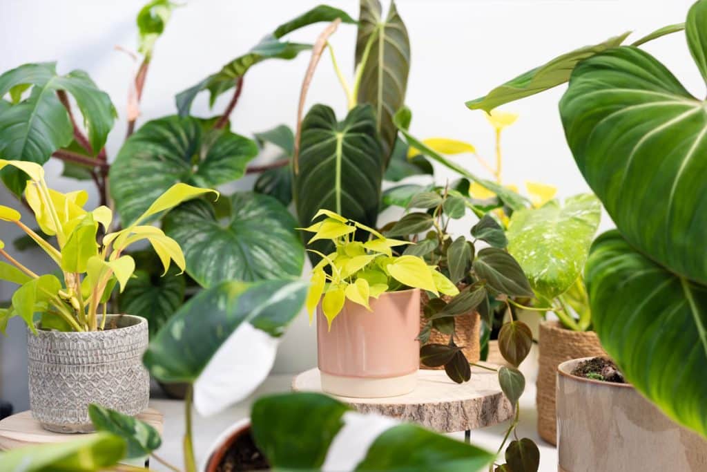 Décorer avec des plantes d'intérieur : découvrez 05 espèces adaptées à chaque pièce de la maison
