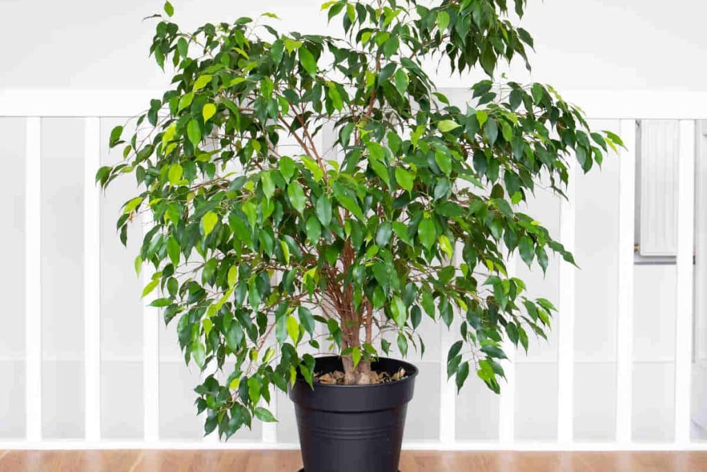 Décorer avec des plantes d'intérieur : découvrez 05 espèces adaptées à chaque pièce de la maison