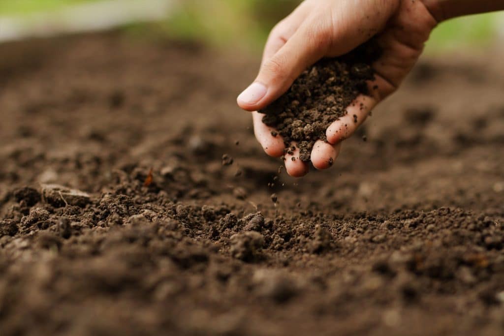 Créer un jardin bio dans votre espace extérieur : voici 10 astuces pour des cultures respectueuses de l'environnement