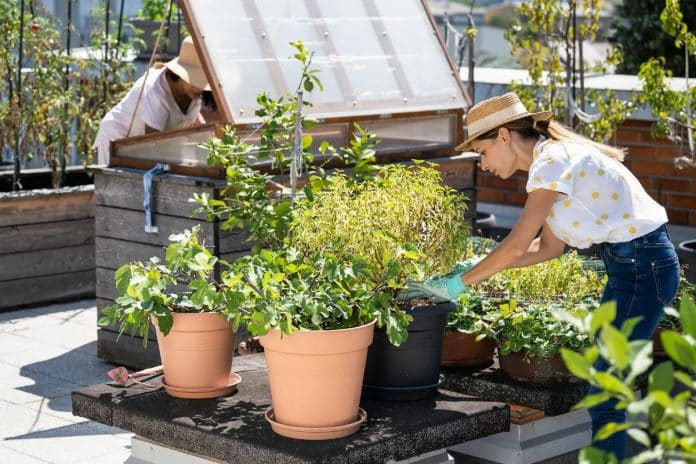 Deux femmes travaillant dans un jardin bio sur une terrasse Deux femmes travaillant dans un jardin bio sur une terrasse