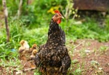 Poules et potager : une association gagnante ? Poules dans le potager
