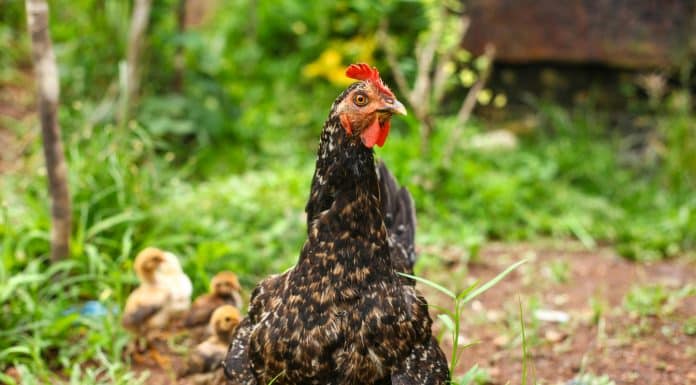 Poules et potager : une association gagnante ? Poules dans le potager
