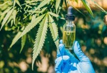 Fleur CBD pas cher : comment trouver un bon rapport qualité-prix ? Fleur CBD