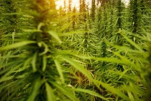 Plants CBD