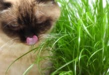 Herbe à chat, cataire et matatabi : quelles différences pour le chat ? Herbe à chat