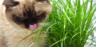 Herbe à chat, cataire et matatabi : quelles différences pour le chat ? Herbe à chat