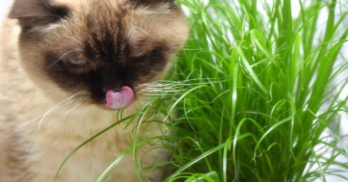 alexas_fotos-british-shorthair-3848853 Herbe à chat