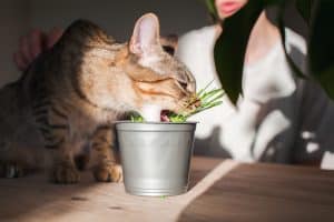 Pot herbe à chat