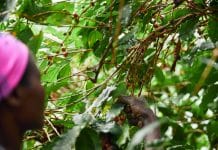 Les origines méconnues du café : 10 pays que l’on ne soupçonne pas Café Kenya