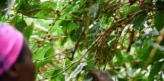 Les origines méconnues du café : 10 pays que l’on ne soupçonne pas Café Kenya
